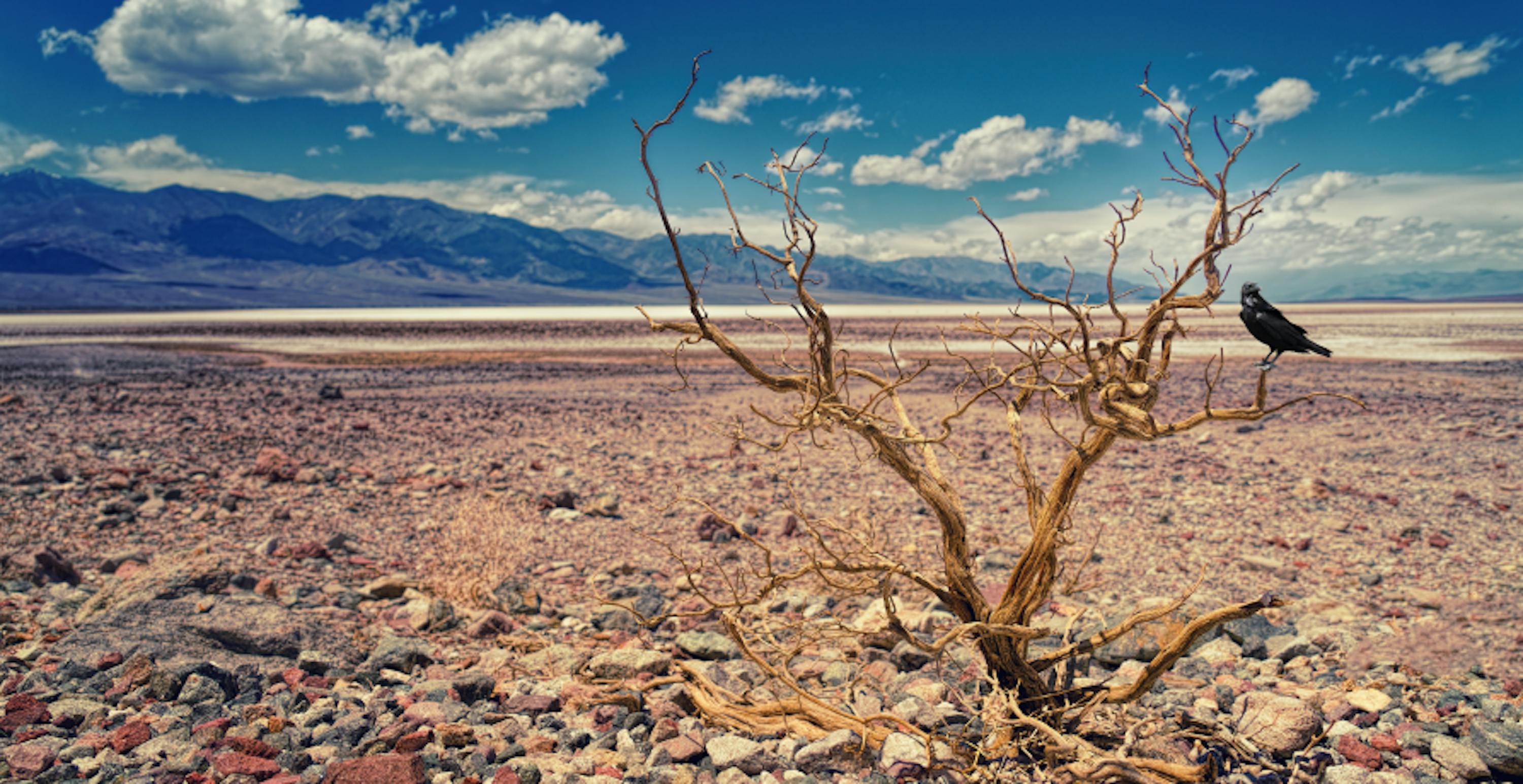 arid dry land with dead tree