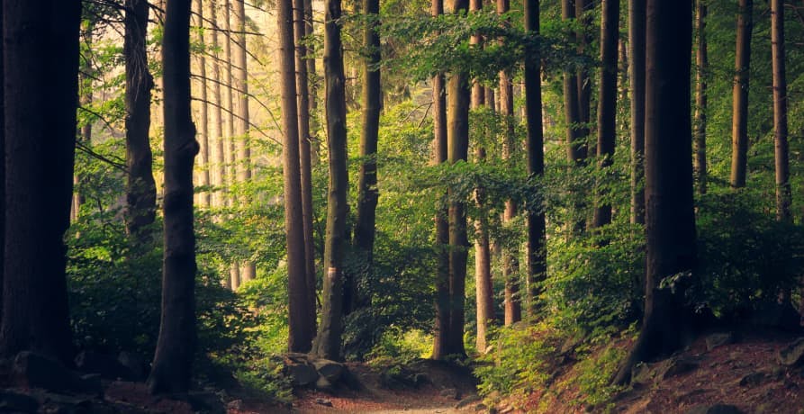 trees in forest