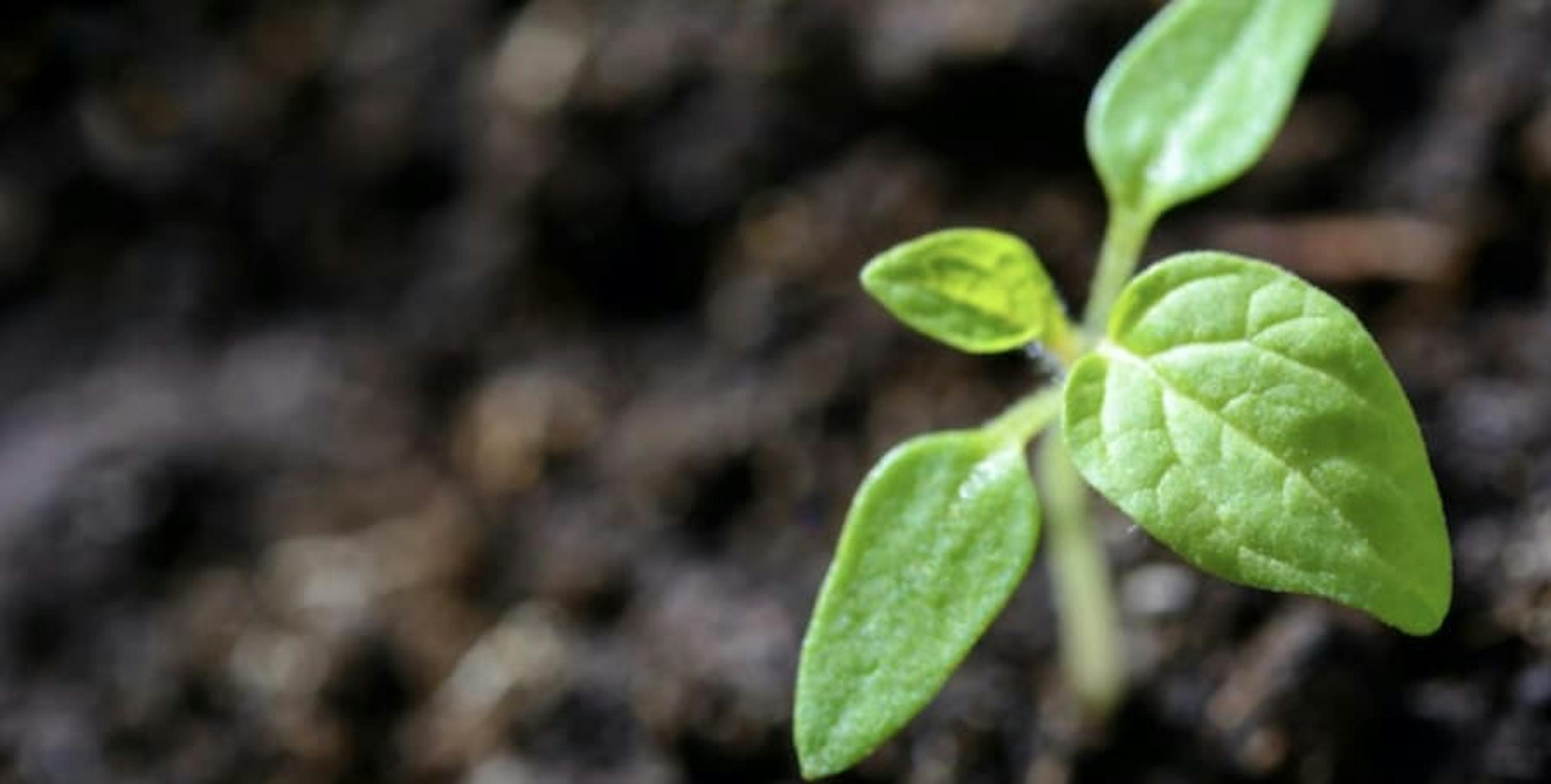 A plant with blur background