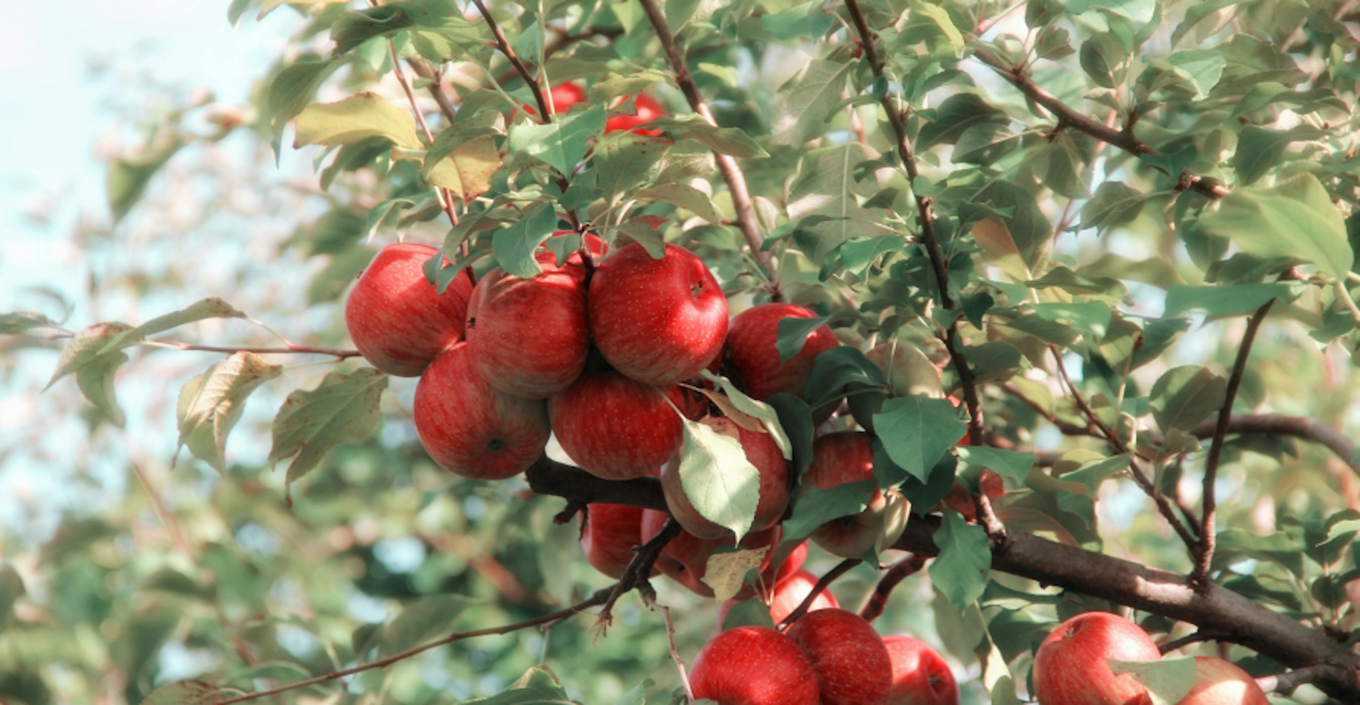 red apples growing on trees