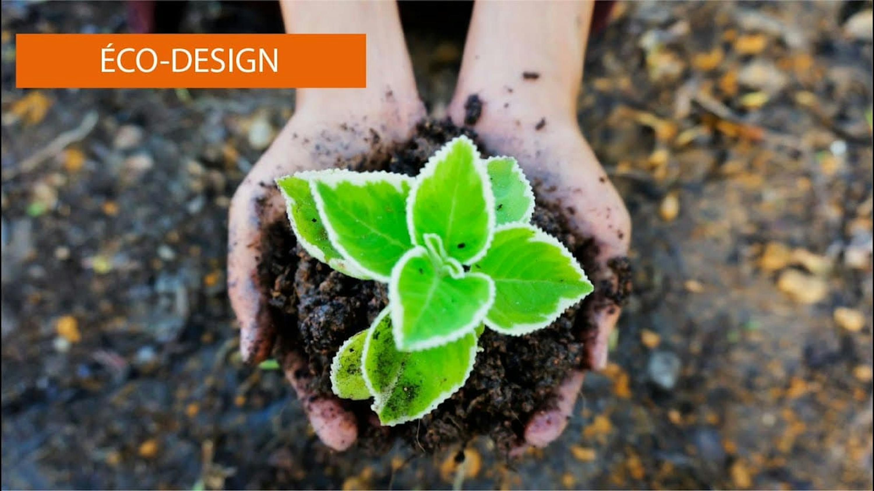 person holding a small plant with soil