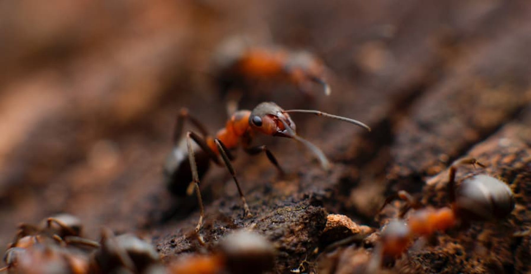 ants on dirt