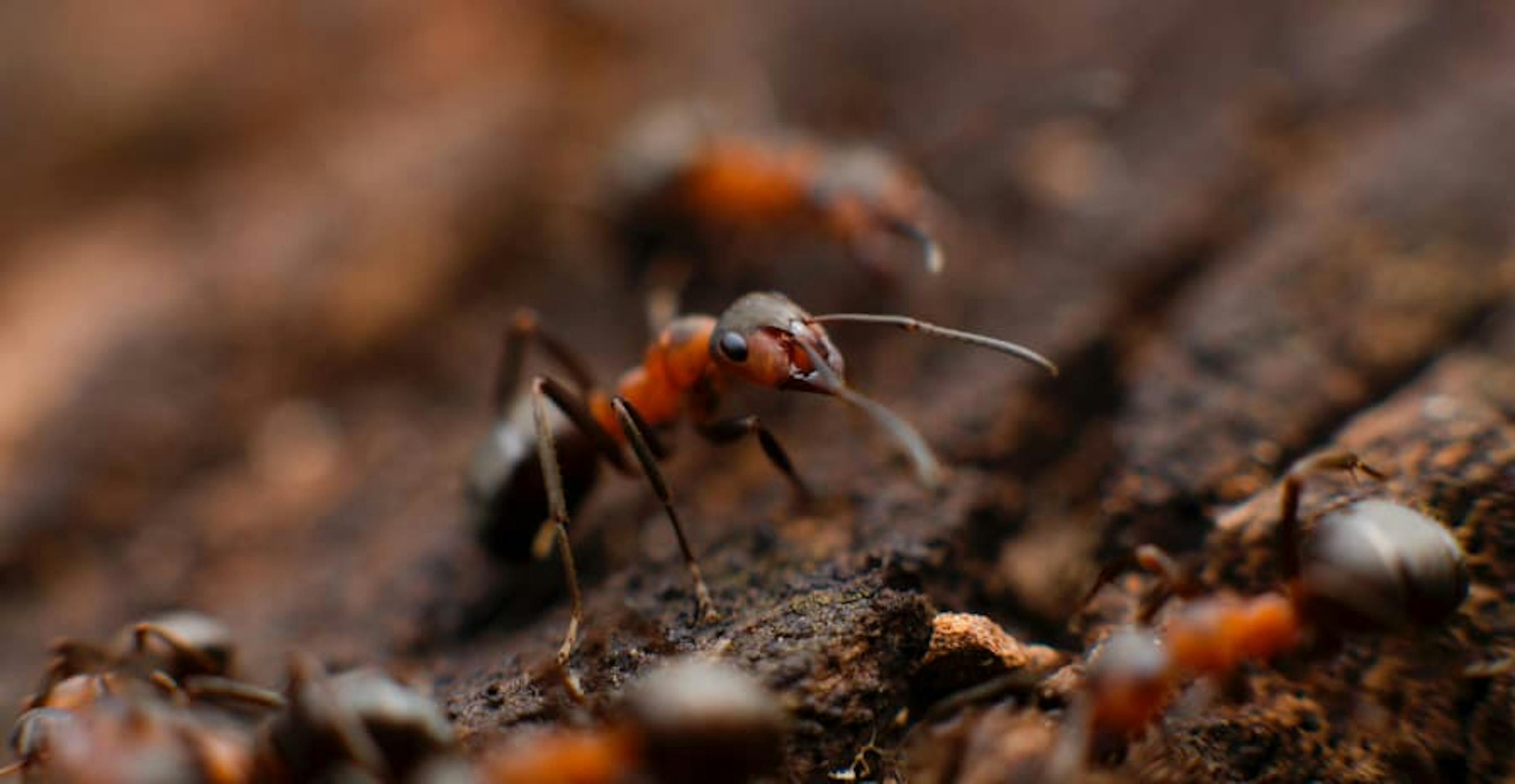 ants on dirt