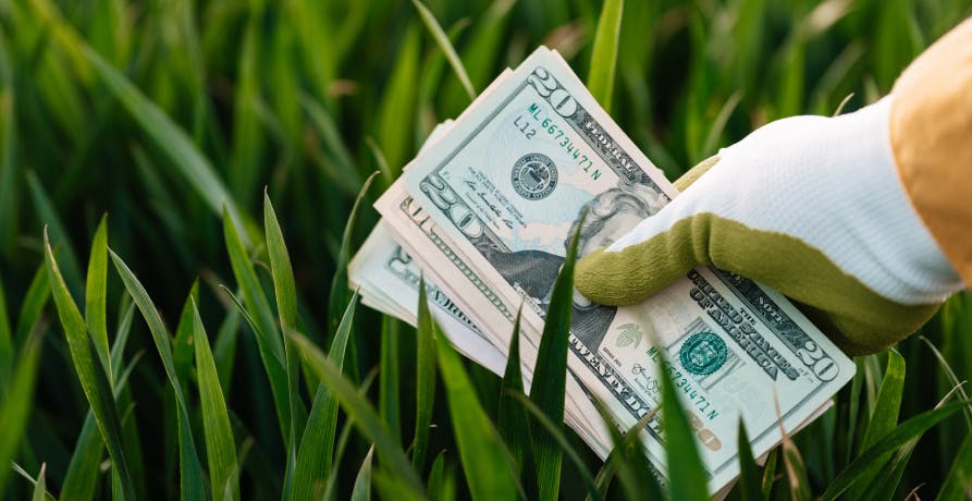 une main qui tient une liasse de billets américains devant de l'herbe