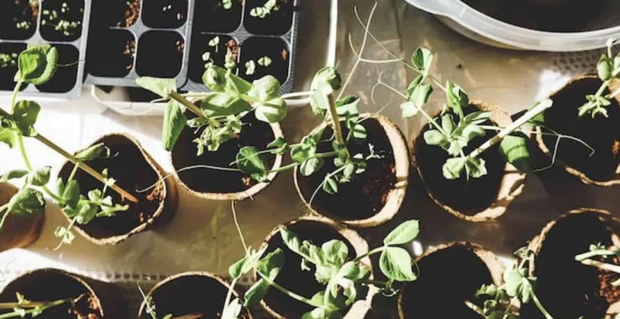 plants on a table