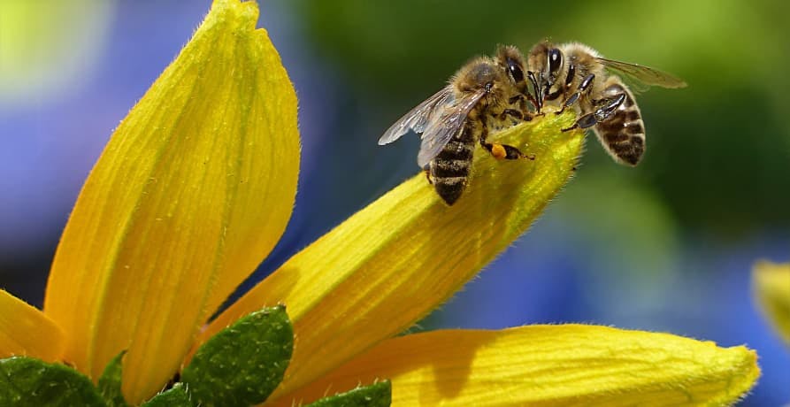bee on flower
