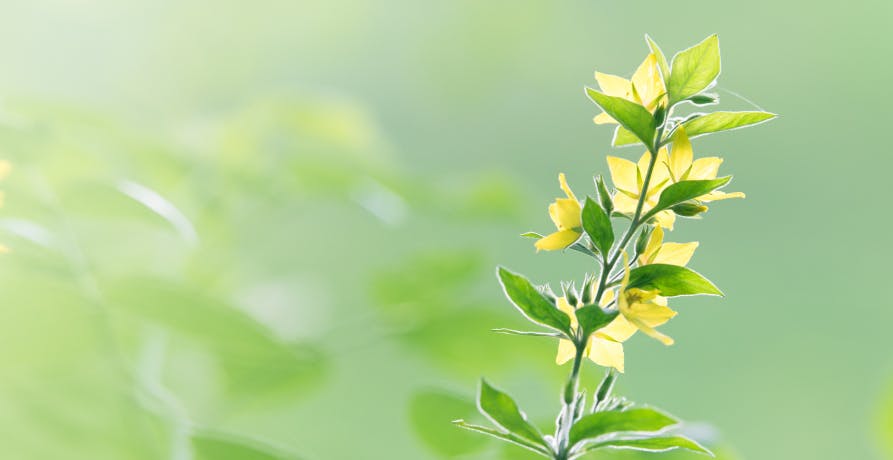 plant with blurry green background