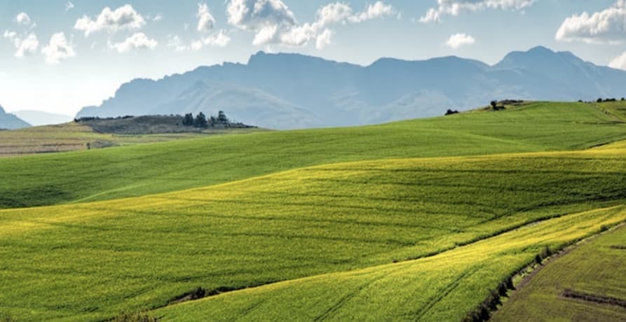 nature and green fields