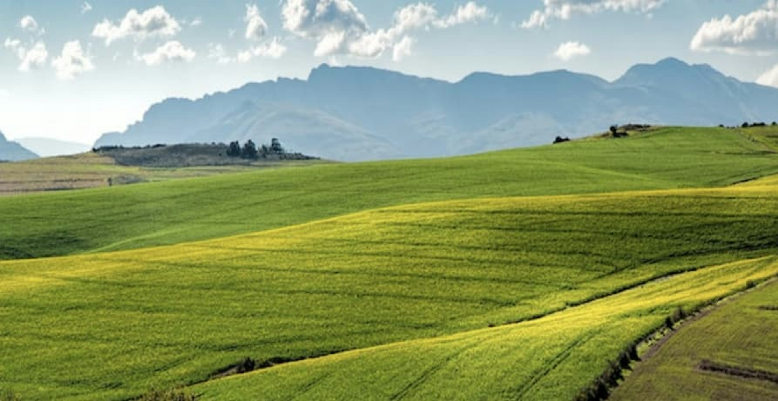 nature and green fields