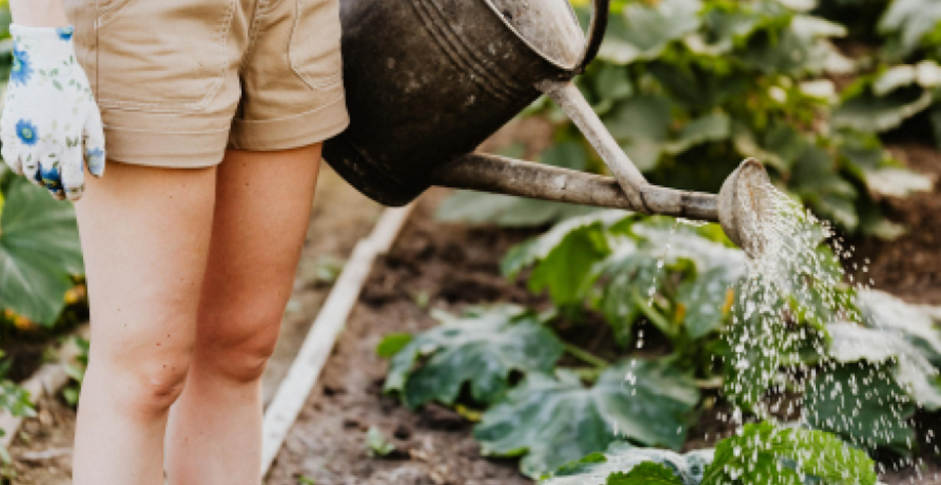 une personne arrosant un potager