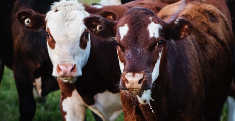 cows in field