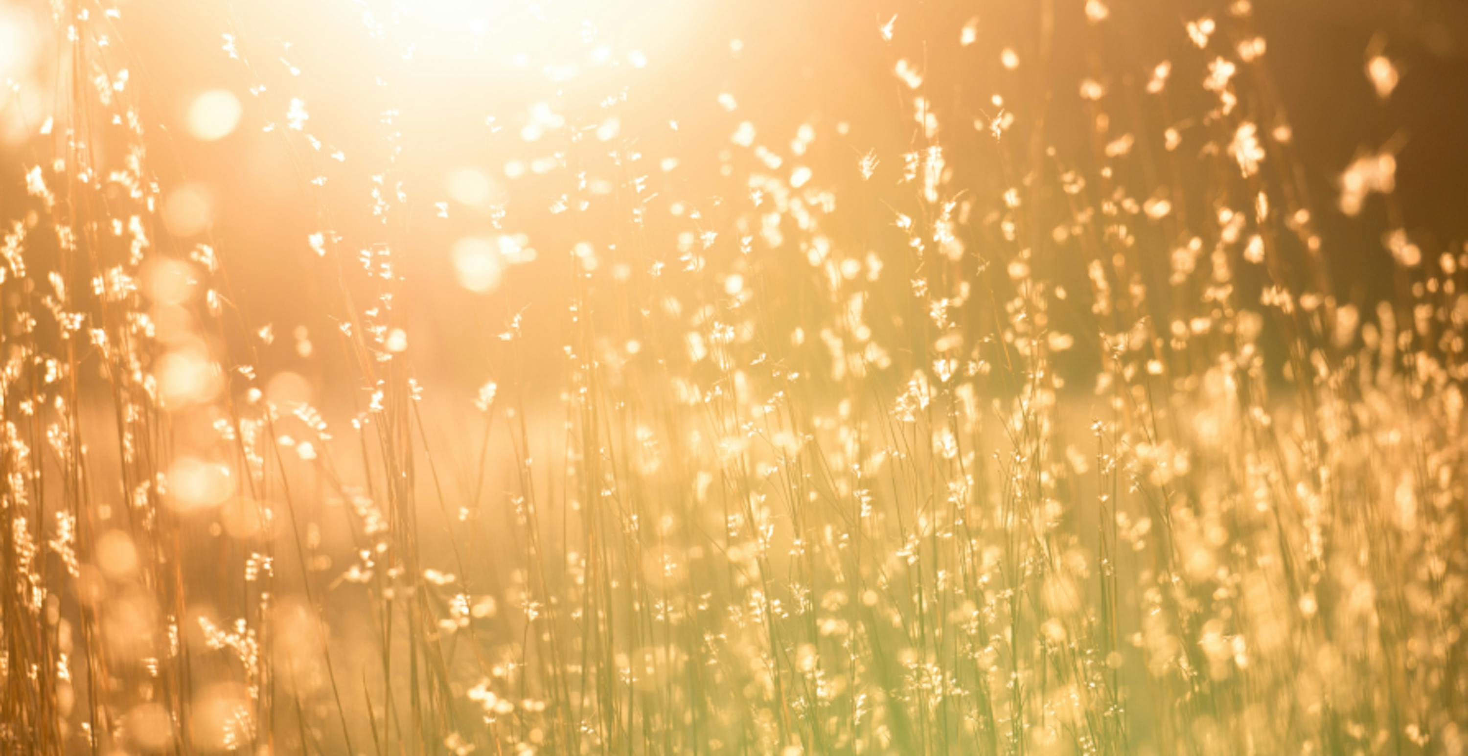 sunlight on crops in field