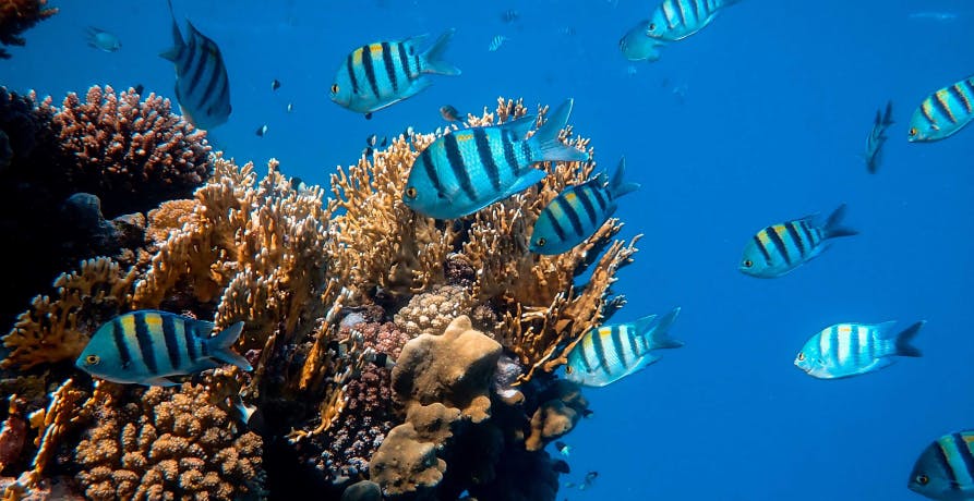 plusieurs poissons bleu devant des coraux