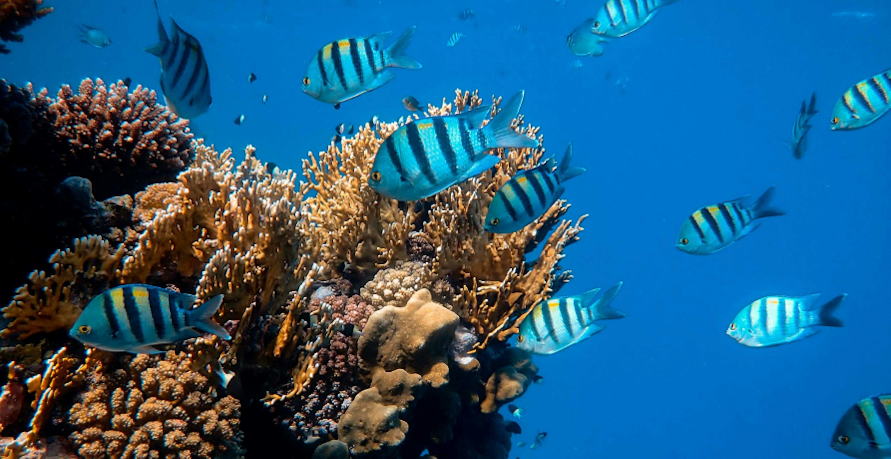 plusieurs poissons bleu devant des coraux