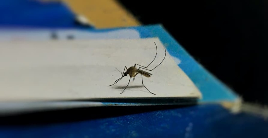 moisquito sitting on notebook