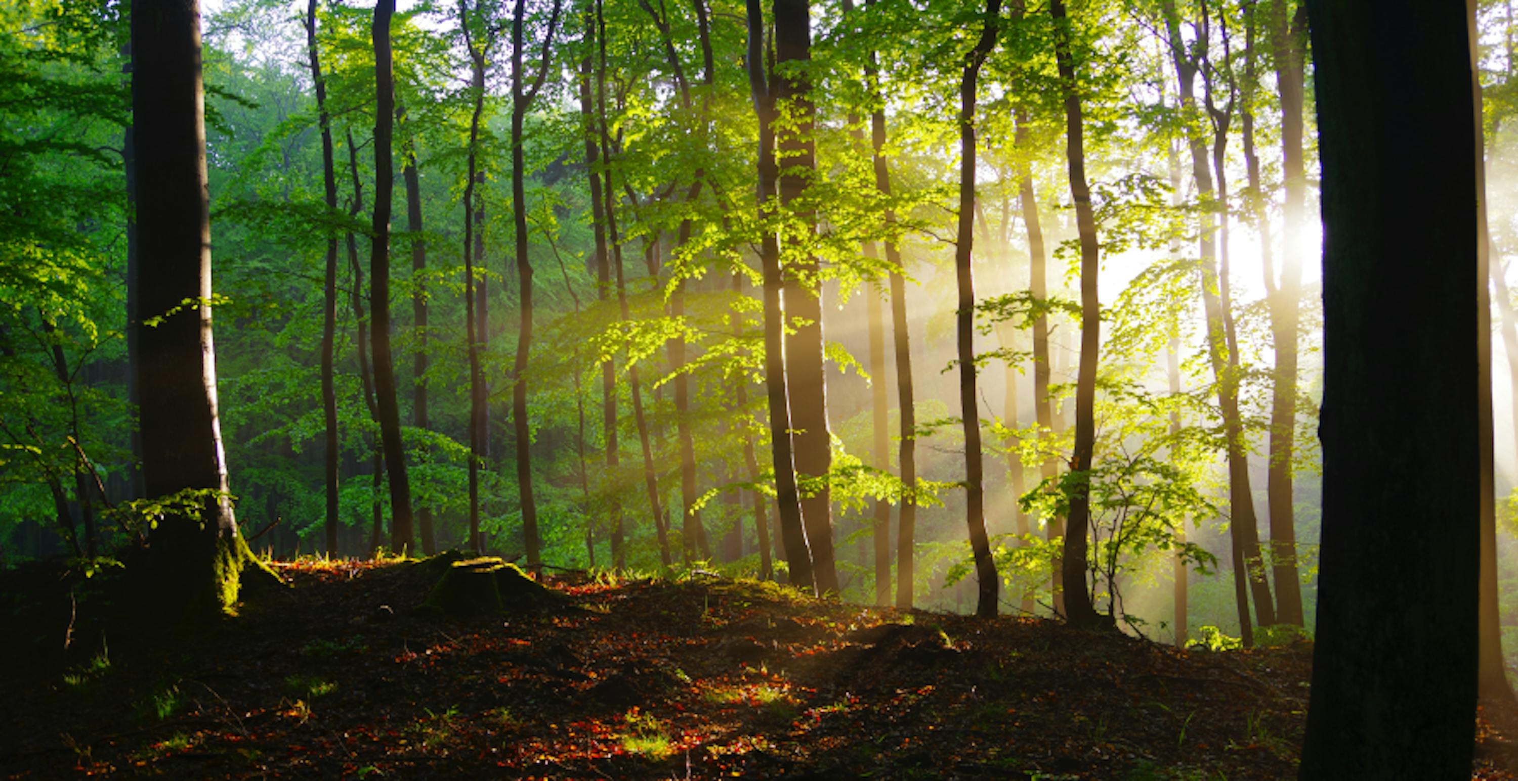 Forest with sun shining through the trees