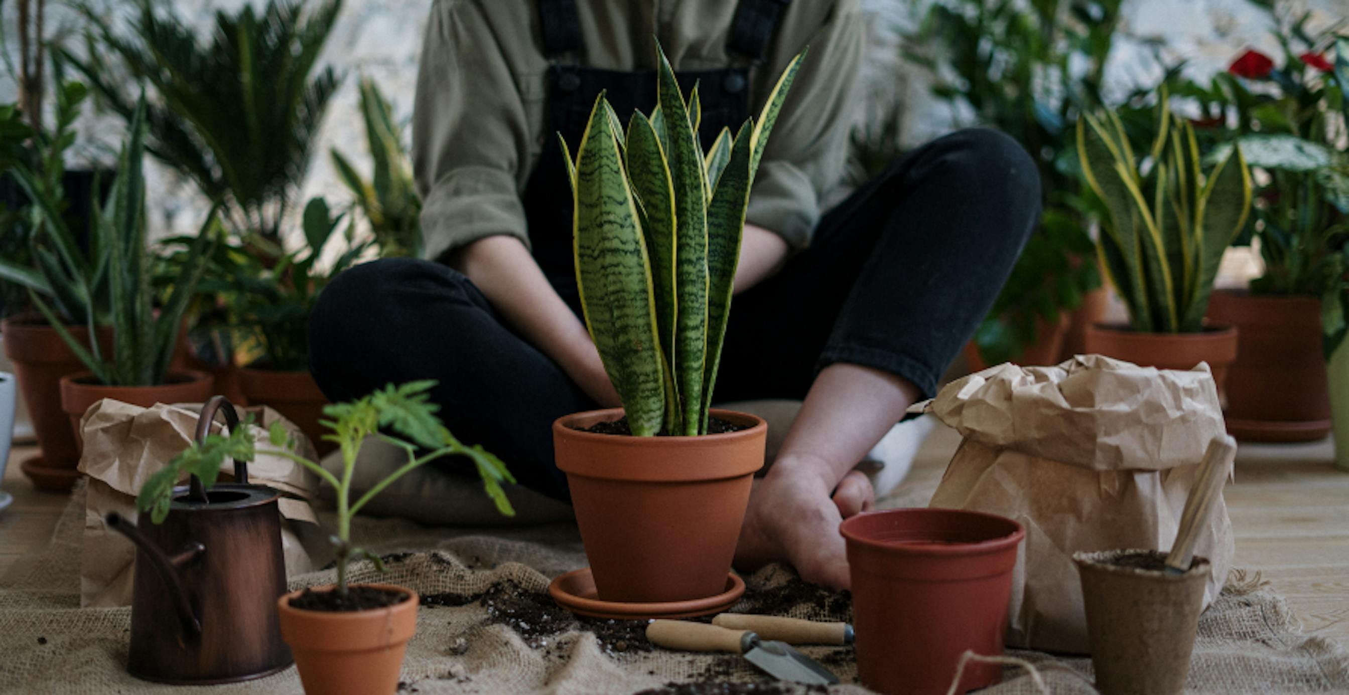 potted plants