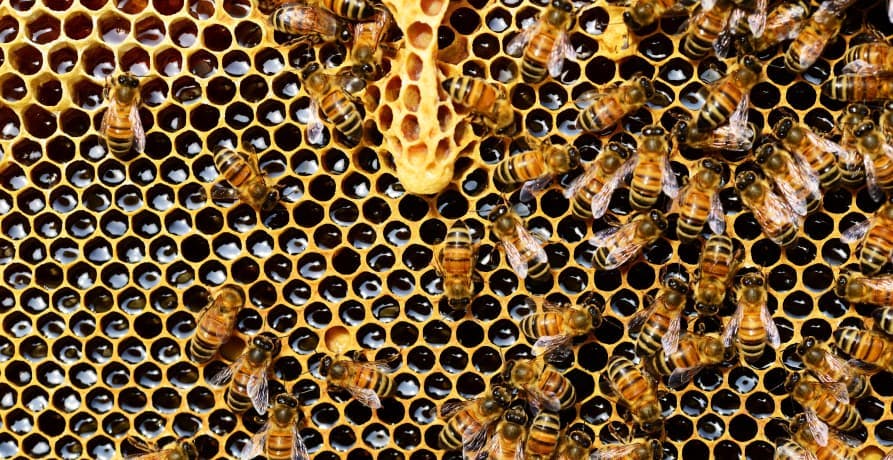 close up of a bee hive with bees inside