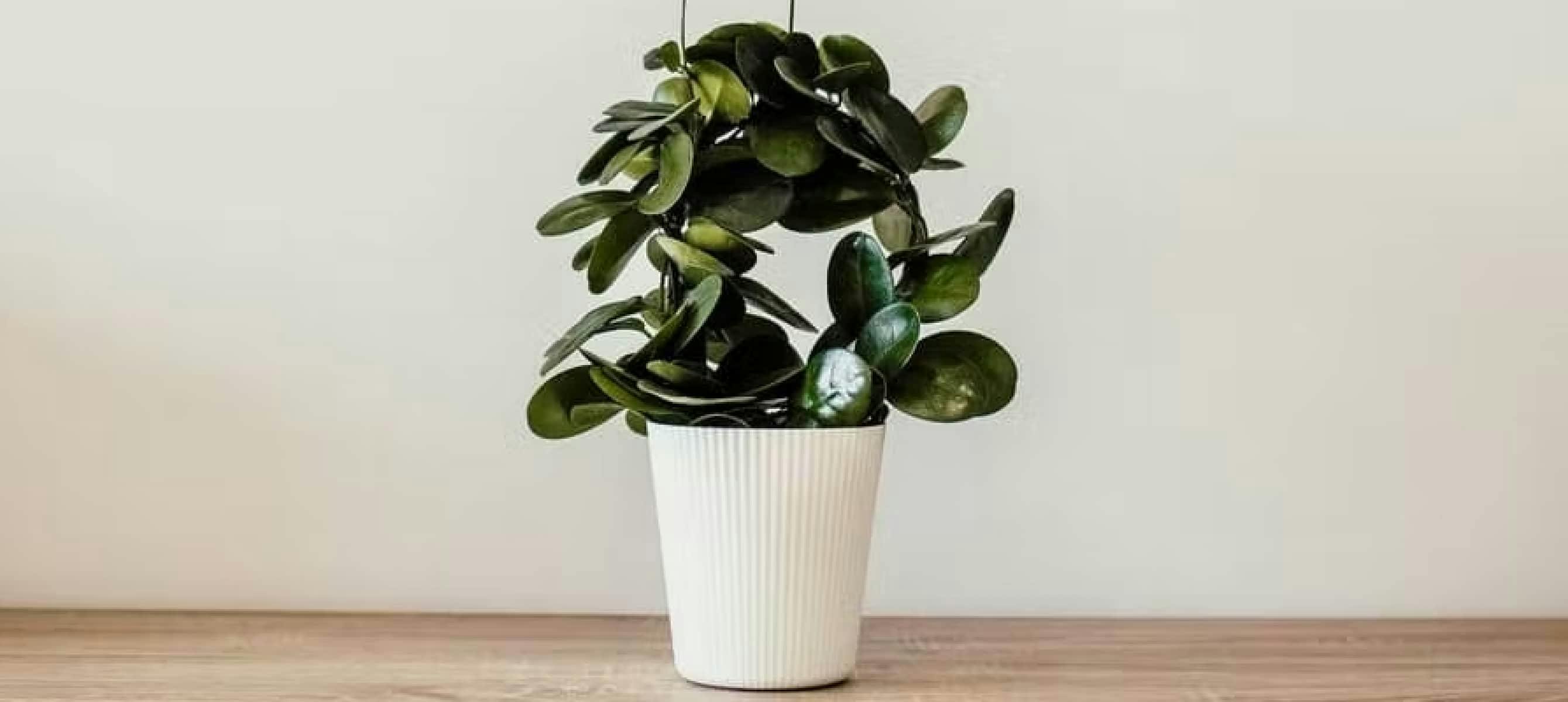 Plante verte dans un pot en céramique blanche