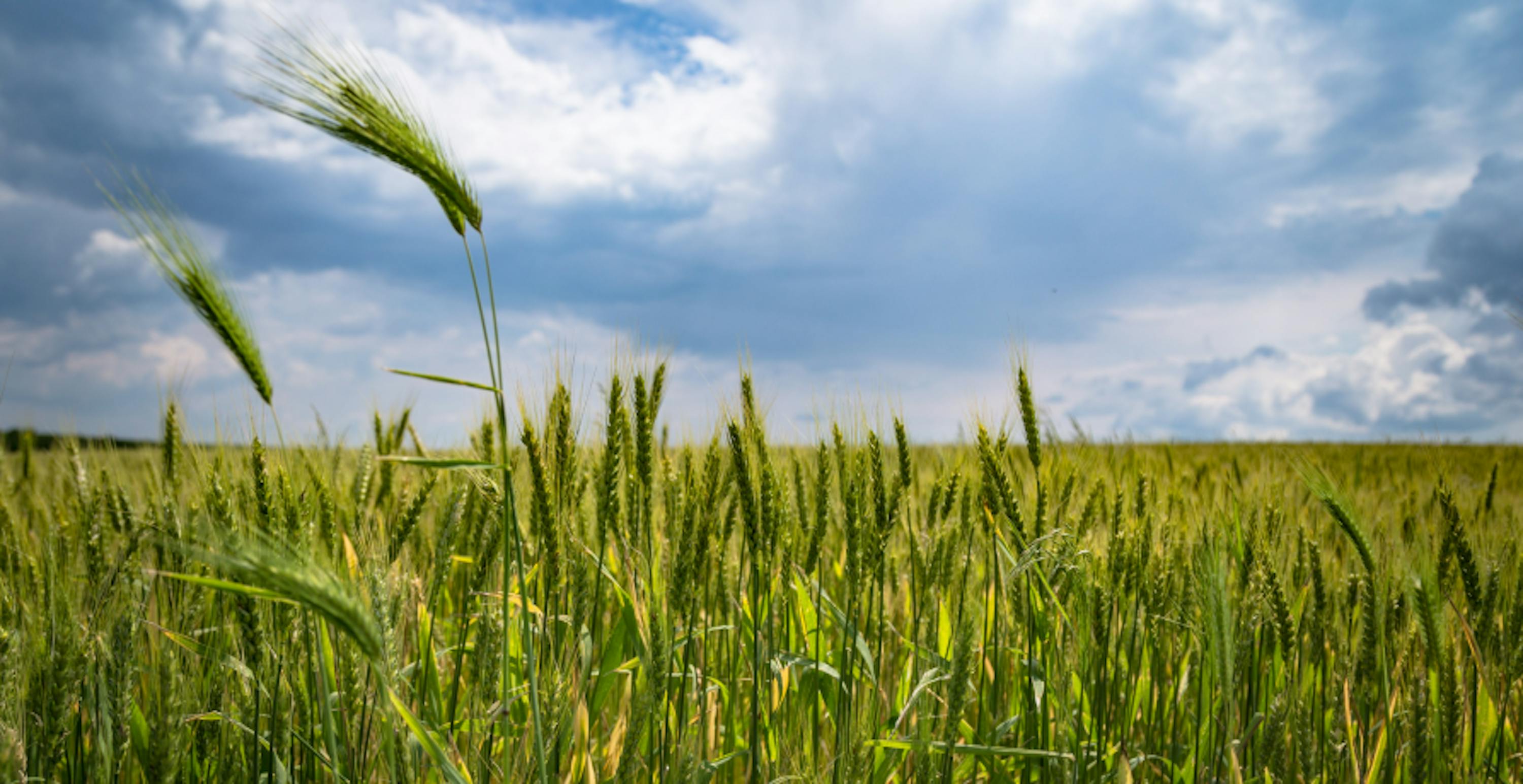 field of wheat