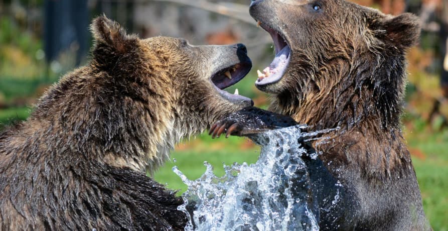 two bears fighting with one another
