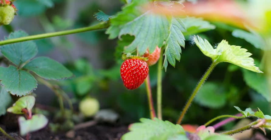 strawberry plant