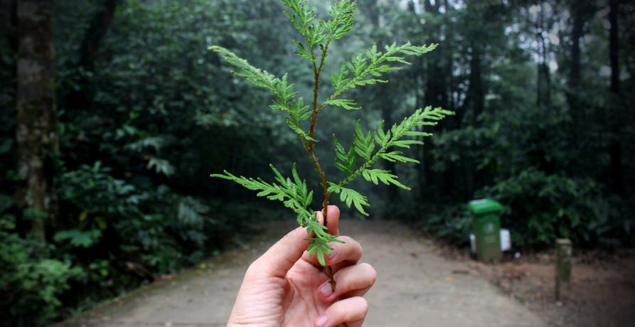 une main tenant une feuille