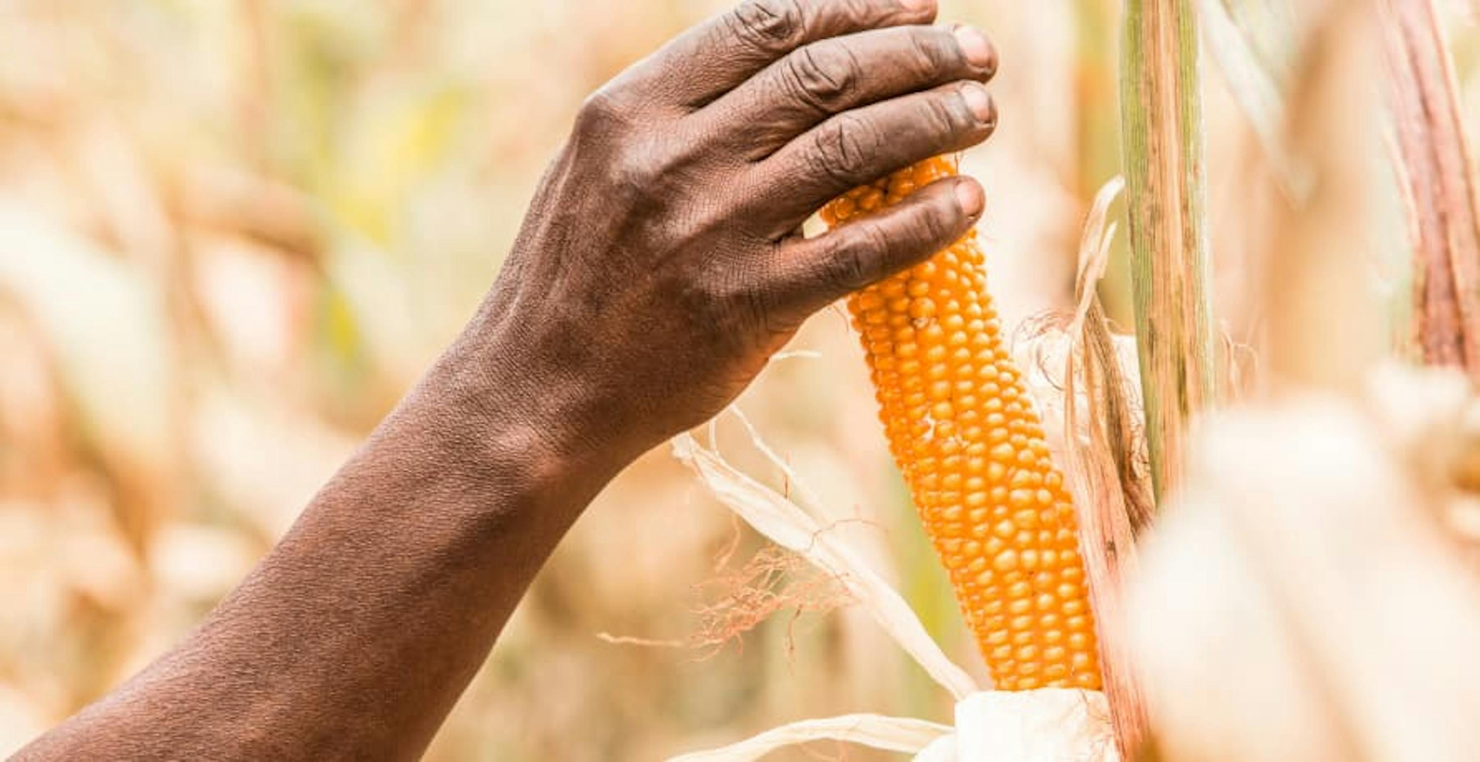 person picking maize