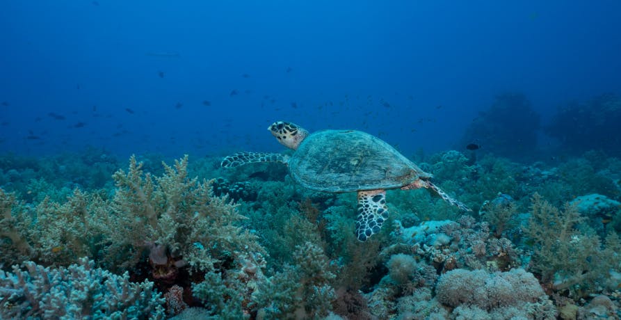 tortue dans les fonds marins