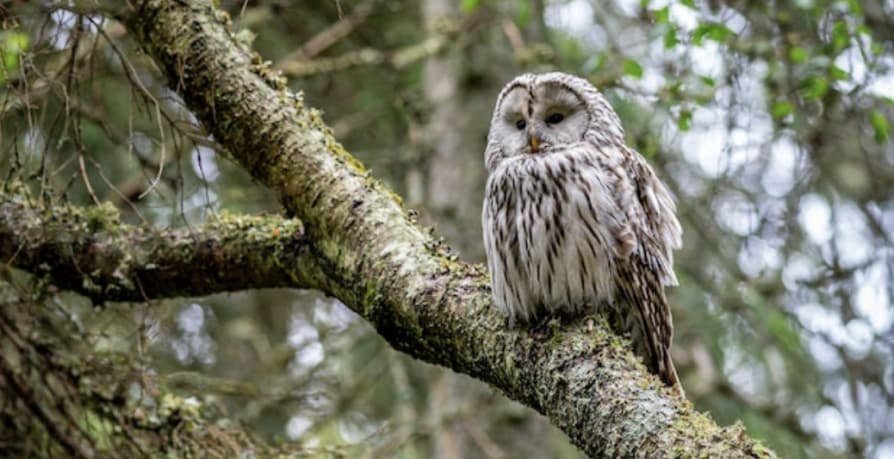owl on a tree branch