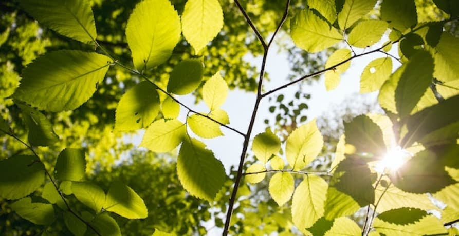 leafy trees under sunlight