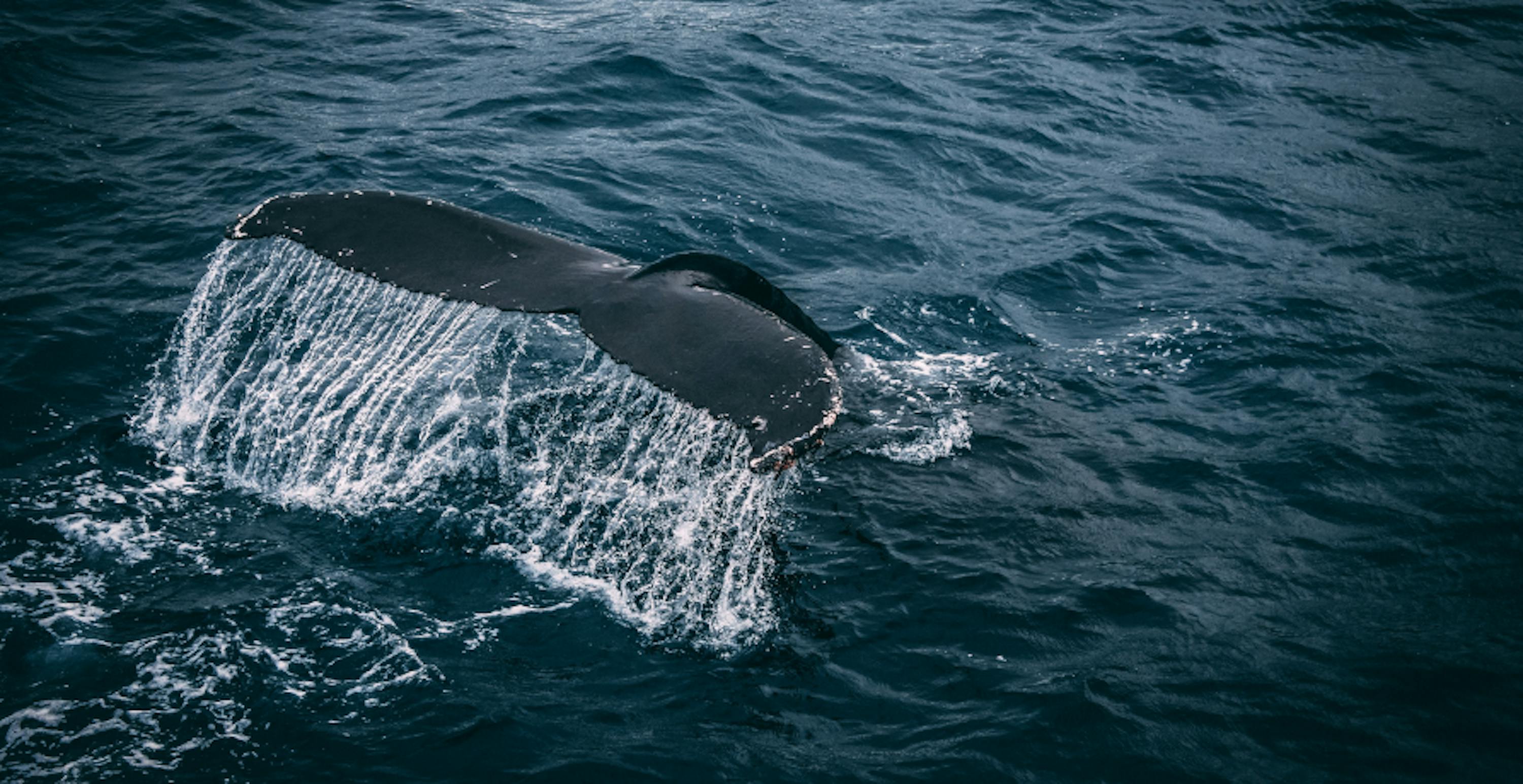 Whale's tail above the ocean water