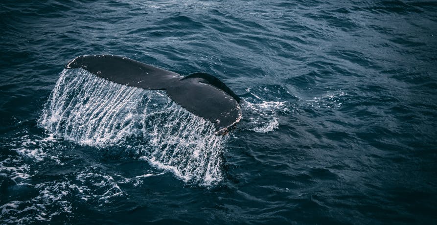 whale swimming in the ocean