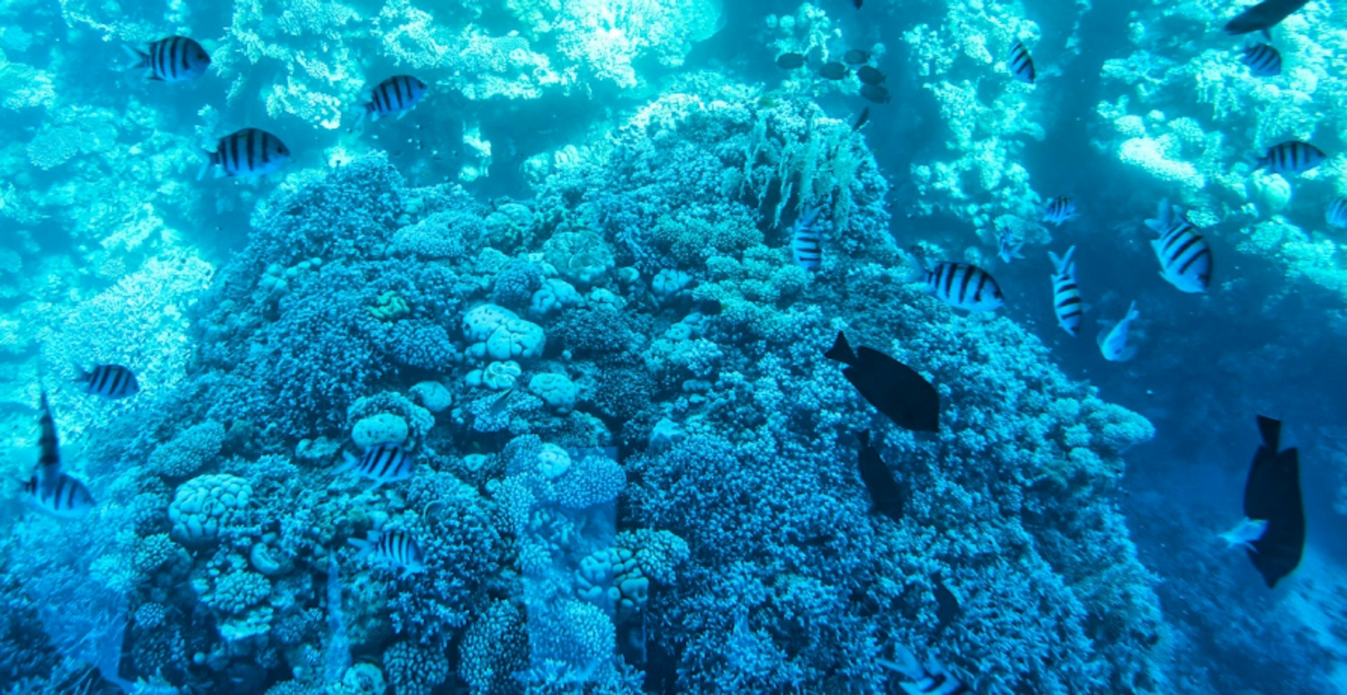 fish in the sea