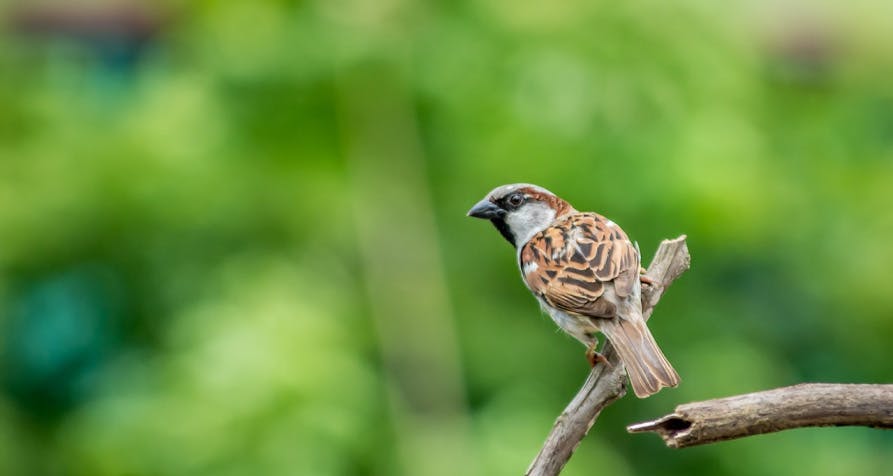 un oiseau posé sur une branche
