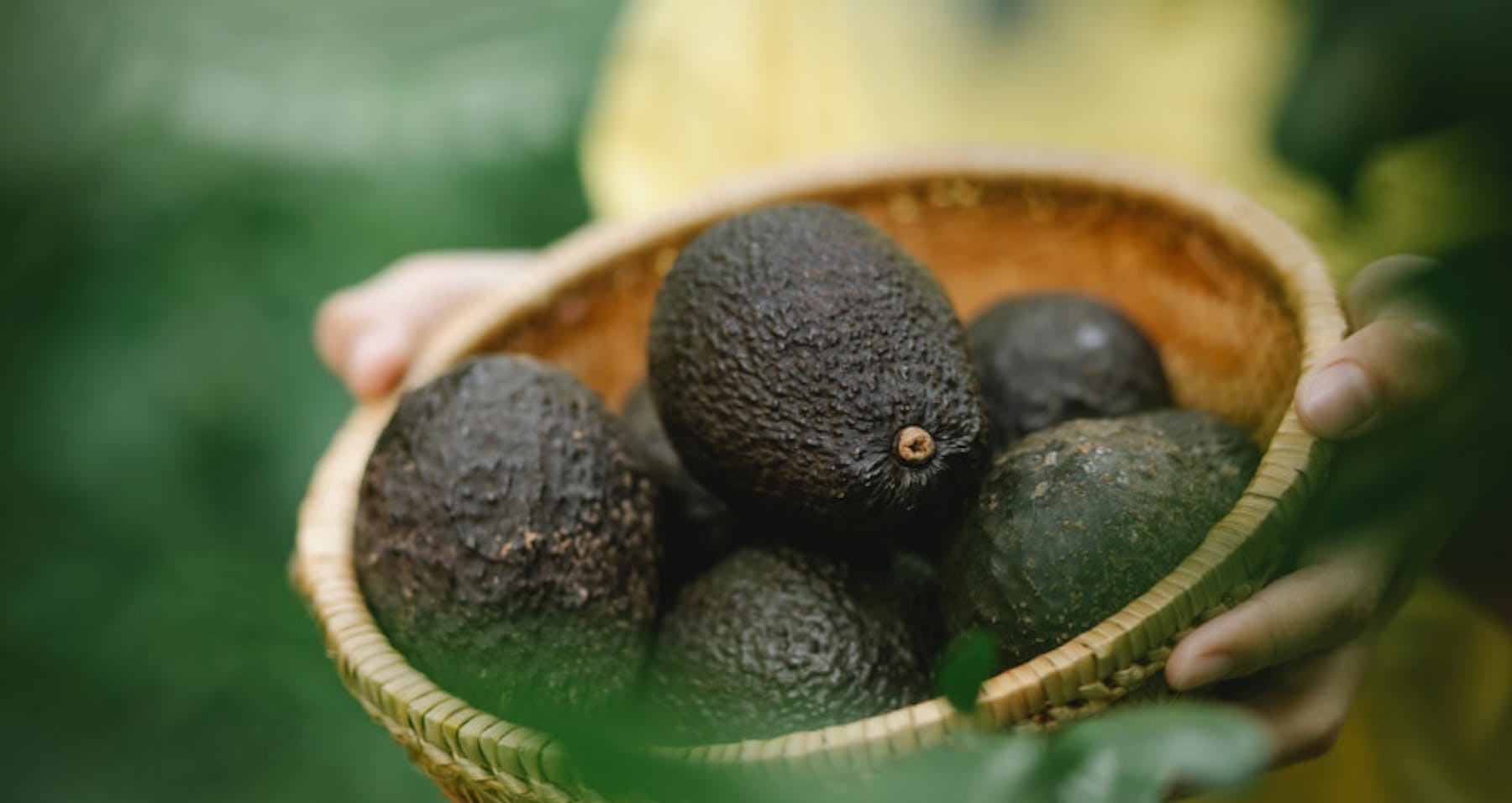 avocados