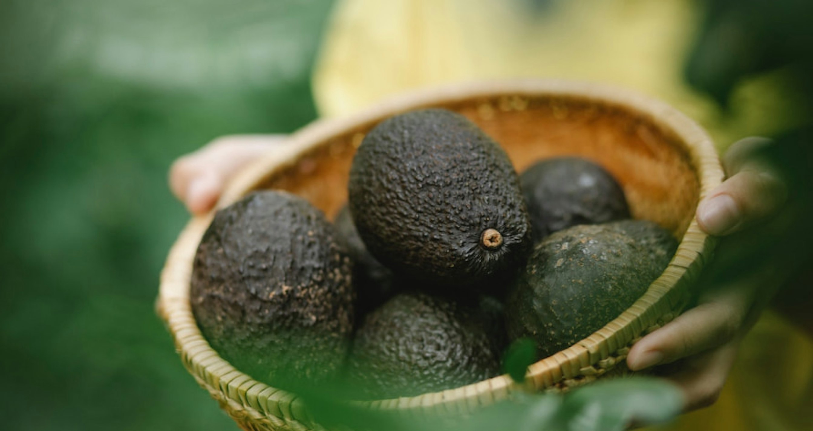 avocados