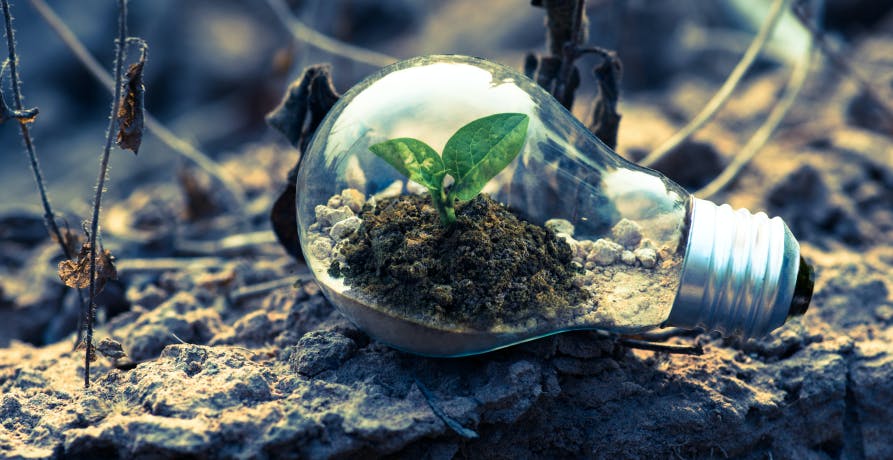 lightbulb on top of soil with plant gorwing inside it 