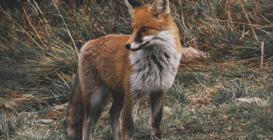 fox in the countryside