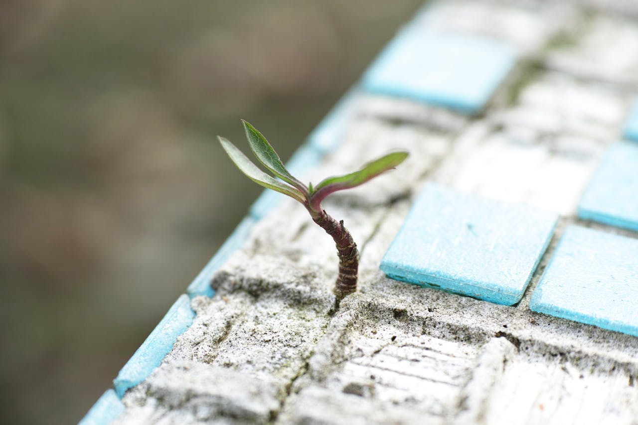 Plante à feuilles vertes sur sable