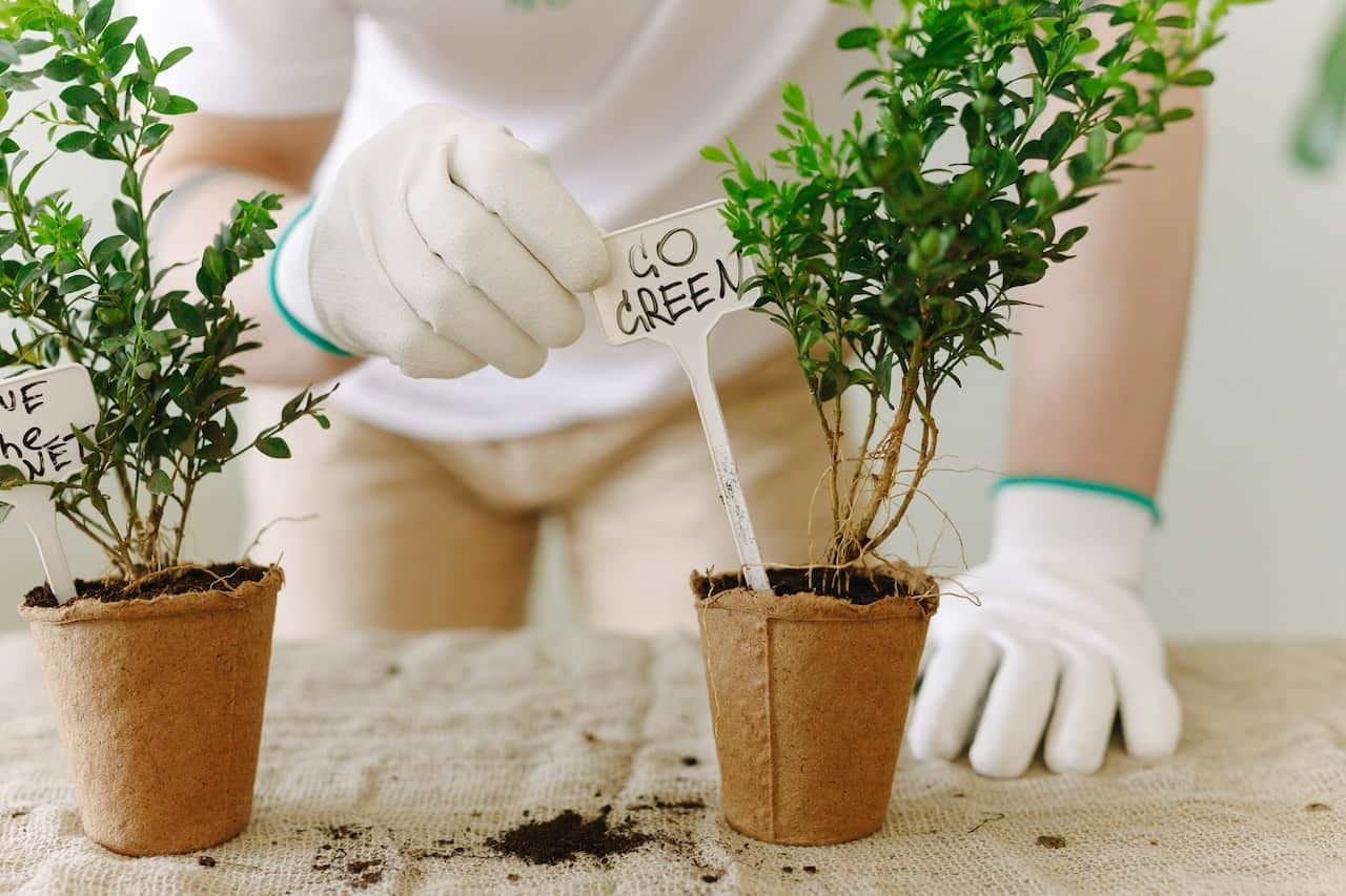 Personne plantant des plantes dans un pot