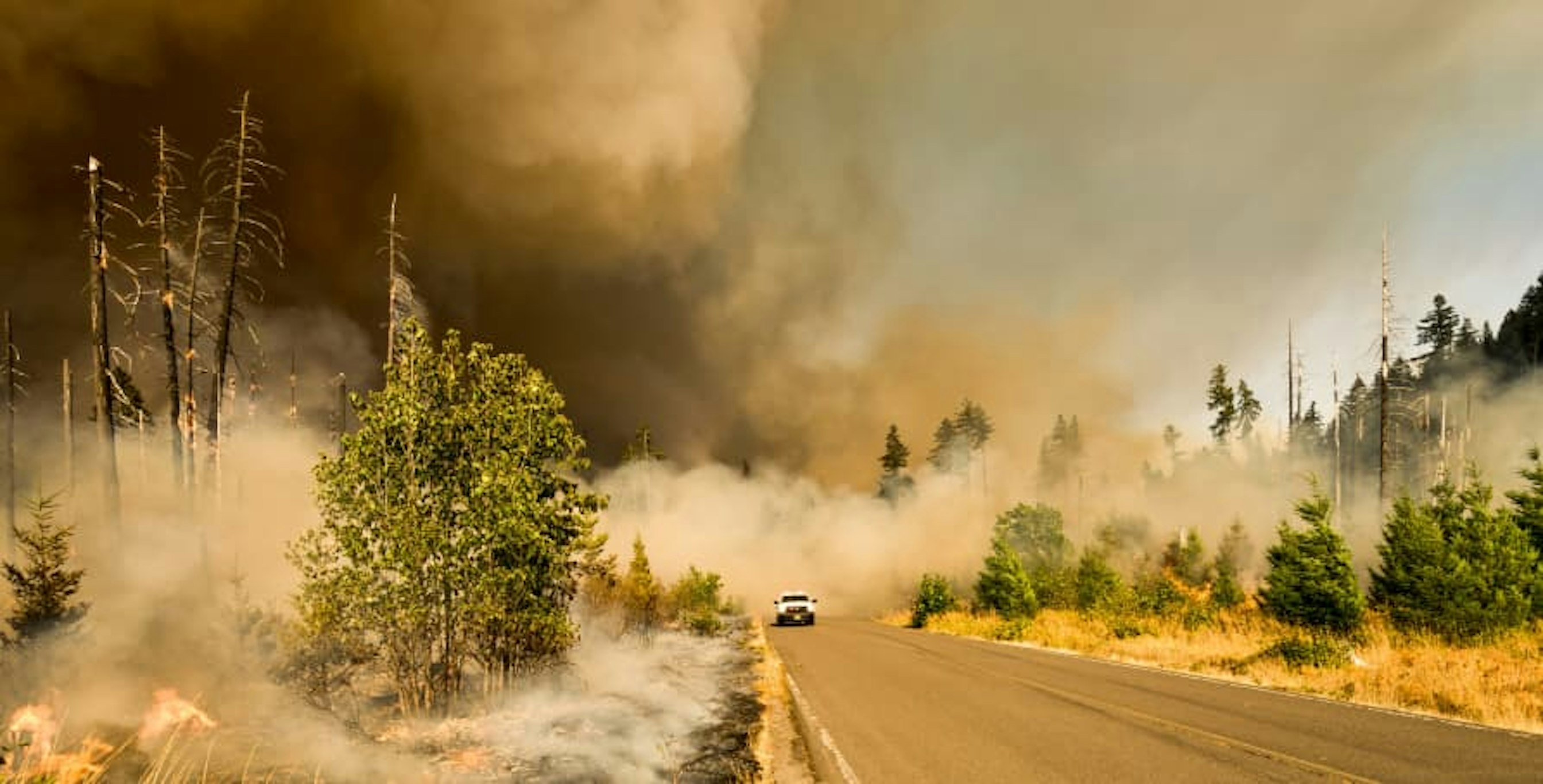 smoky forest