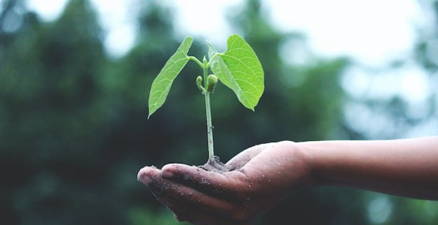 person holding plant/seedling in their hand