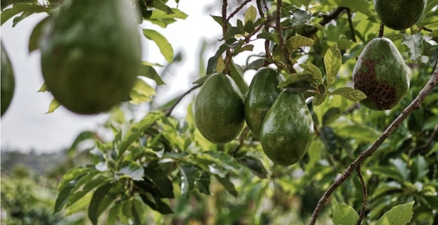 Avocado tree