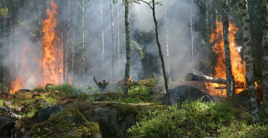 green forest on fire with flames creeping up the trees