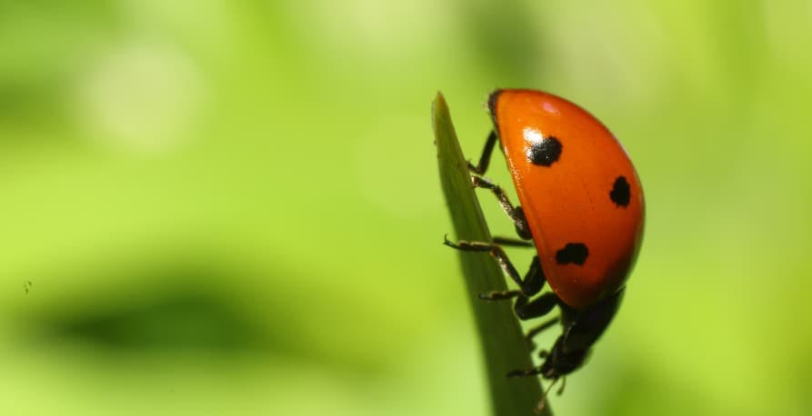 ladybugs