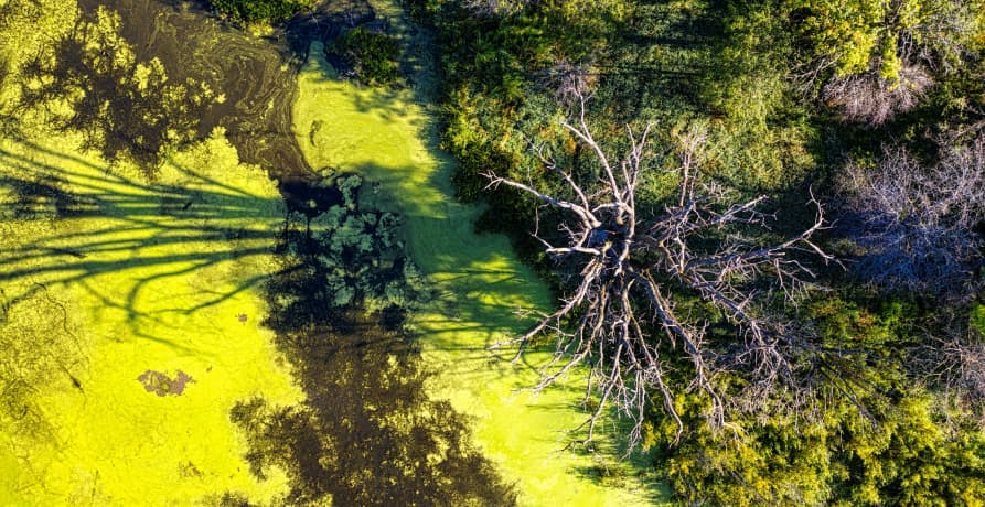 algal bloom in a lake