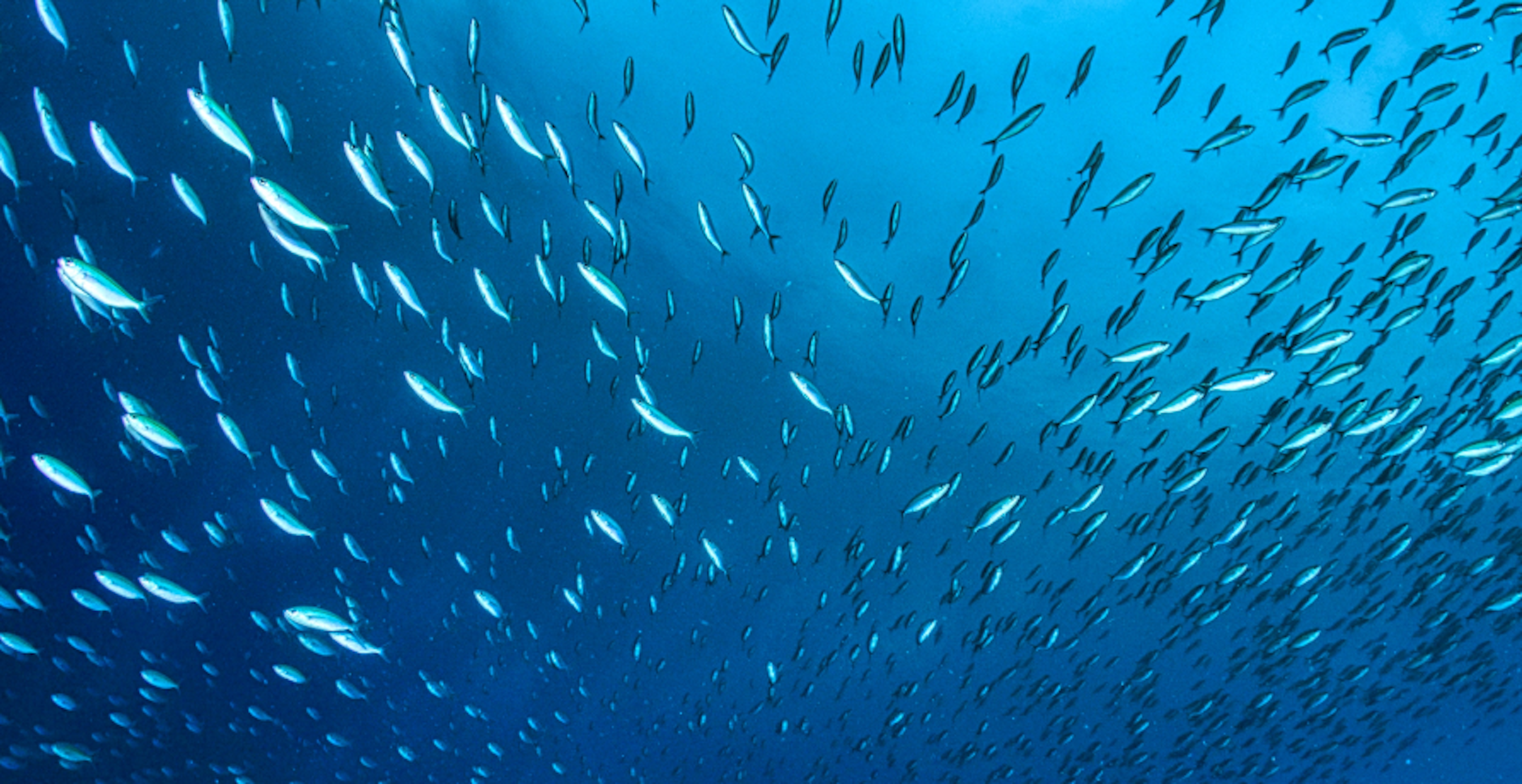 un grand nombre de poissons dans l'eau