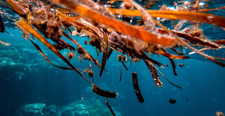 sea kelp in the ocean