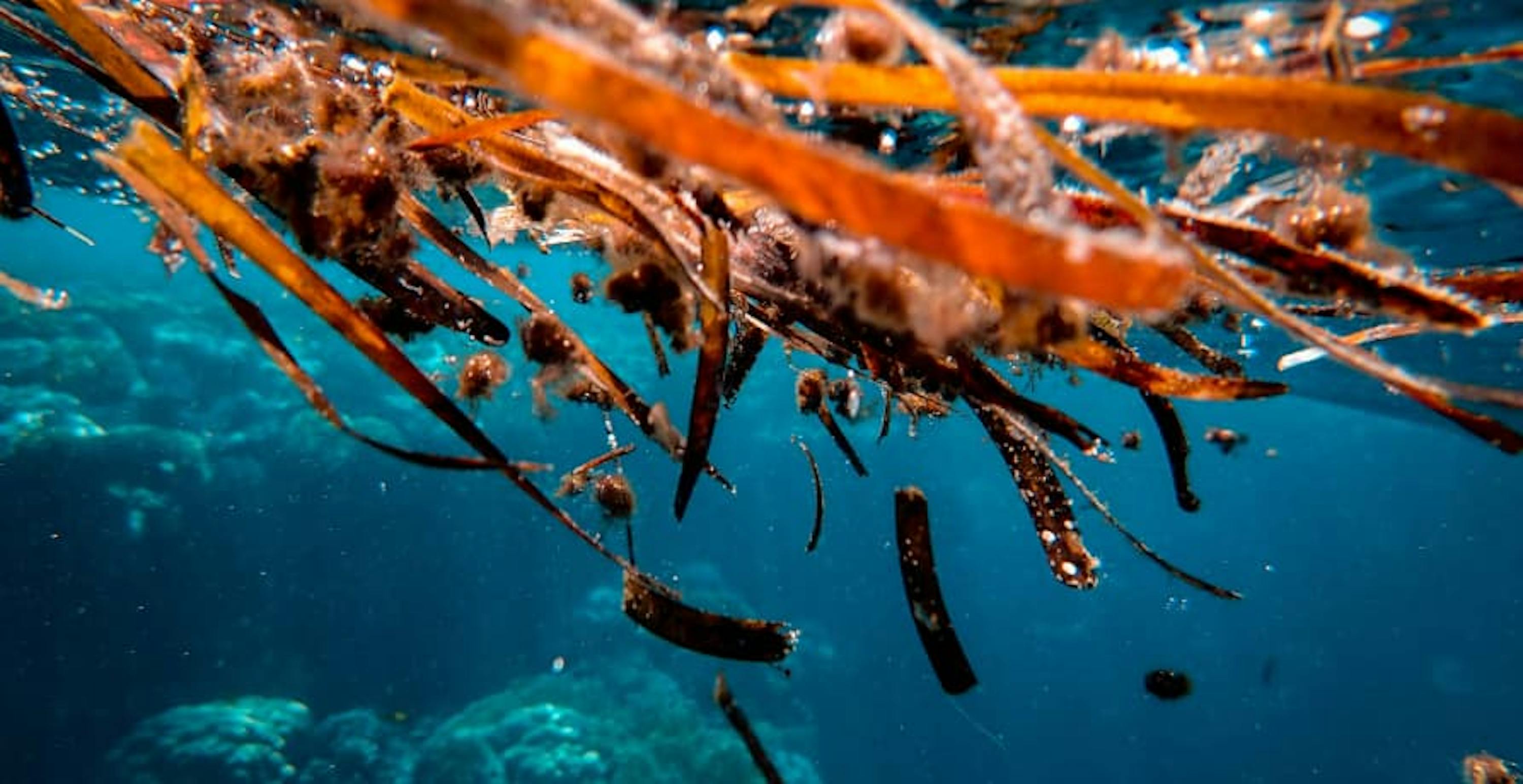 seaweed floating in the ocean water